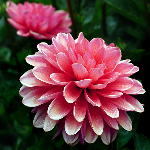 Planting Dahlias: When, Where, and How Deep  Brent & Becky's