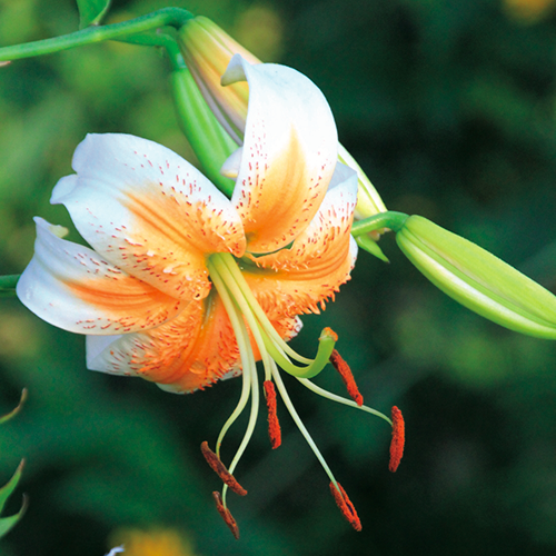 Lilies – Brent & Becky's
