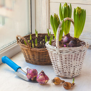 Common Problems While Forcing Bulbs Indoors