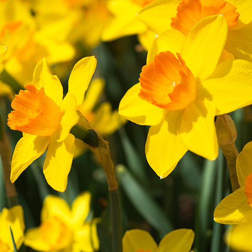 The best daffodil varieties that bloom all spring - Saga