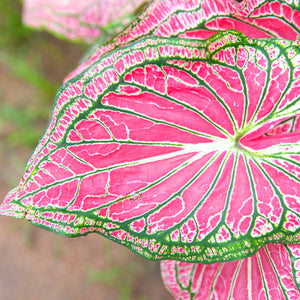 Growing Caladiums From Scratch
