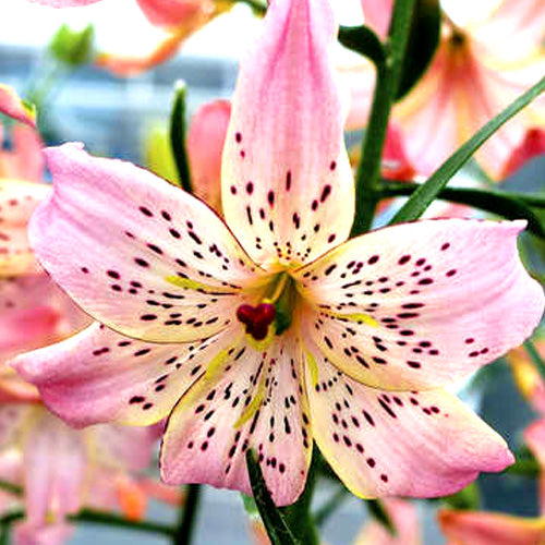 Growing Lilies – Brent & Becky's