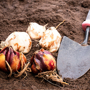 Tips for Planting Summer-Blooming Bulbs