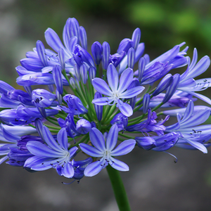 Bringing Blue to Your Garden with Bulbs