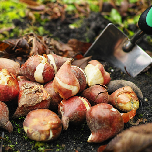 What's Your Bulb IQ? Brent & Becky's