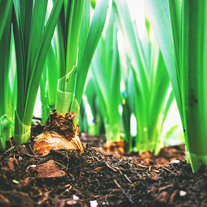 Bulbs, Rhizomes, Tubers, and Corms: What's the Difference?