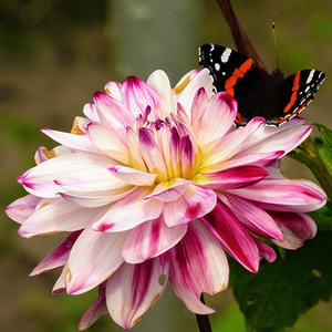 Do Dahlias Attract Butterflies?