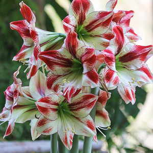 Growing Amaryllis in Water for Colorful Holiday Blooms