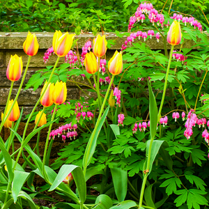What To Plant With Tulips
