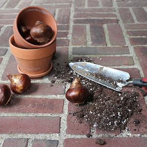 How to Transplant Bulbs