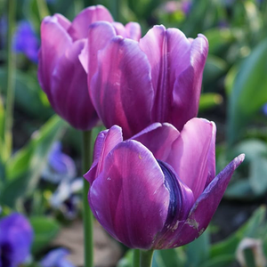 Can You Plant Tulips Bulbs in Spring?