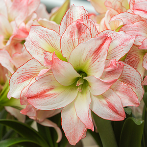9 Types of Amaryllis & How to Grow Them Indoors
