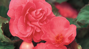 Begonia Bulbs