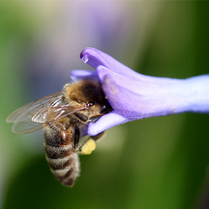 Best Bulbs for Attracting Bees