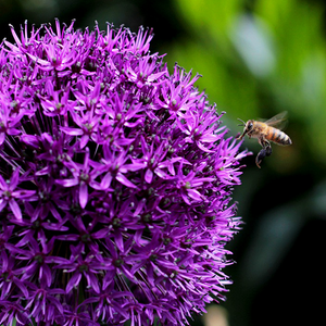 Top 3 Bulb Collections for Pollinators