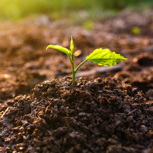 Secrets to Healthy Soil (The Difference between Dirt and Soil)
