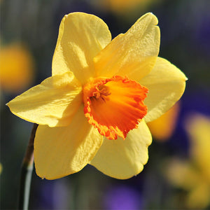 Daffodils (Spring Narcissus)