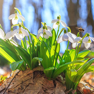 How to Plant Bulbs for Staggered Blooming