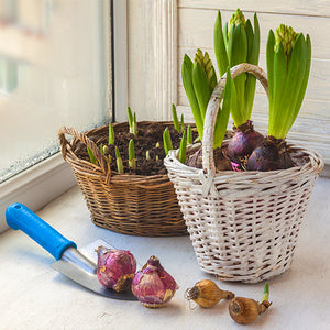 How to Plant Bulbs in Containers