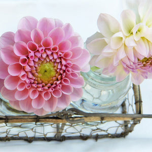 All About Dahlias