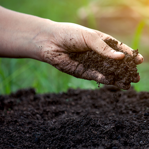Soil vs. Dirt: What's the Difference?