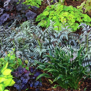 Foliage Plants for Continuous Color