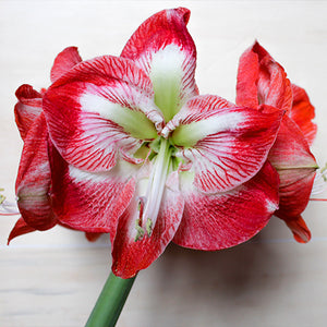 How to Make Amaryllis Bloom Again