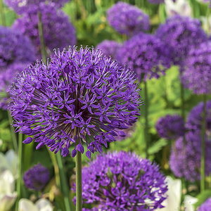 Your Guide to Planting & Growing the Most Amazing Alliums