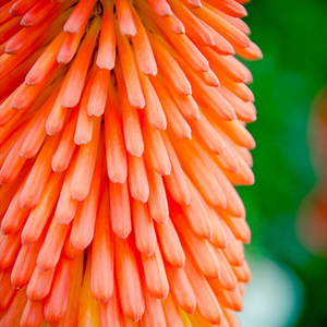 Red Hot Pokers