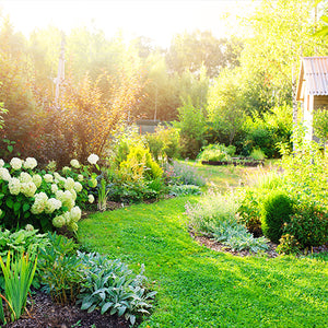 Therapeutic Gardening: How to Create Wellness in your Backyard