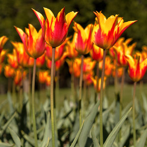 Top Bulbs to Plant for 2020