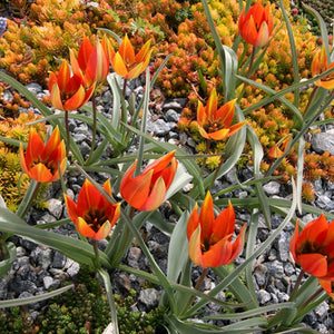 The Best Tulips for Rock Gardens